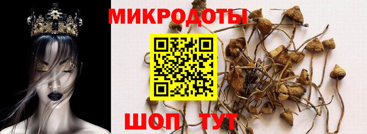 купить   Вход с VPN  Фрязино  Галлюциногенные грибы Cubensis 